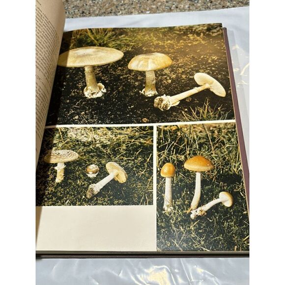 Mushrooms and Other Fungi H. Kleijn Doubleday First American Edition 1962 - Picture 3 of 9